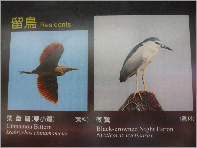 2011-11-27 11-50-50鰲鼓溼地賞鳥趣.JPG